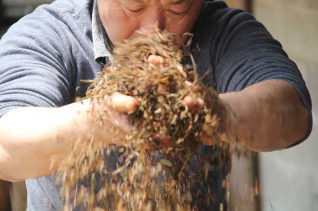 正山小種(ラプサンスーチョン)奇種