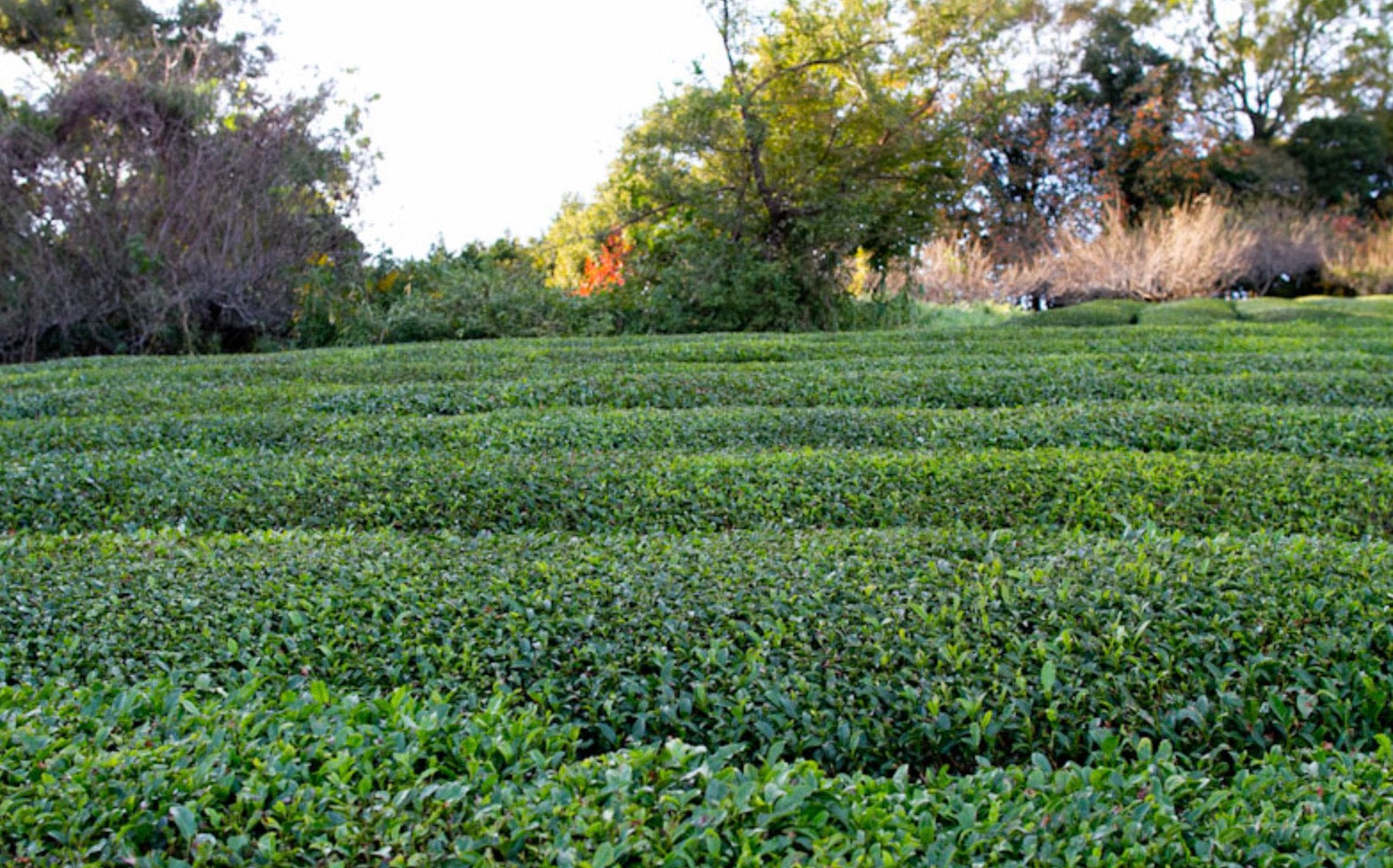 月ヶ瀬在来煎茶