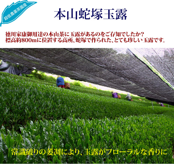本山蛇塚玉露