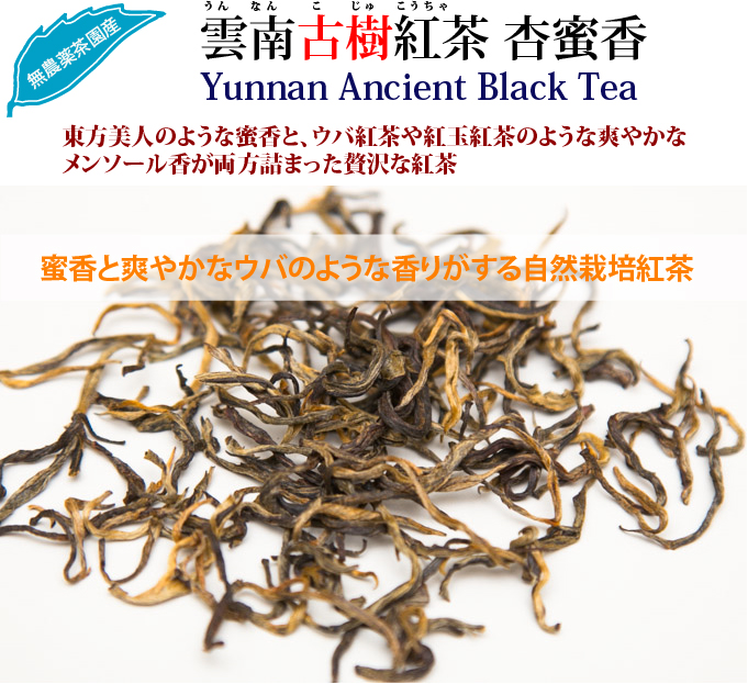 雲南古樹紅茶 杏蜜香