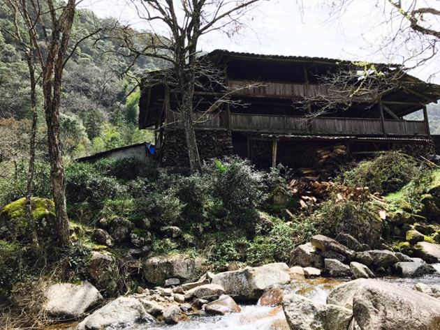 正山小種(ラプサンスーチョン)奇種