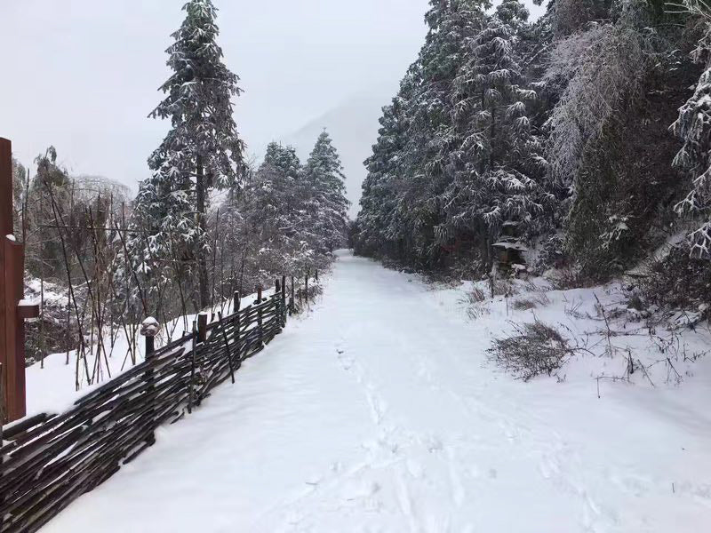 正山小種(ラプサンスーチョン)奇種