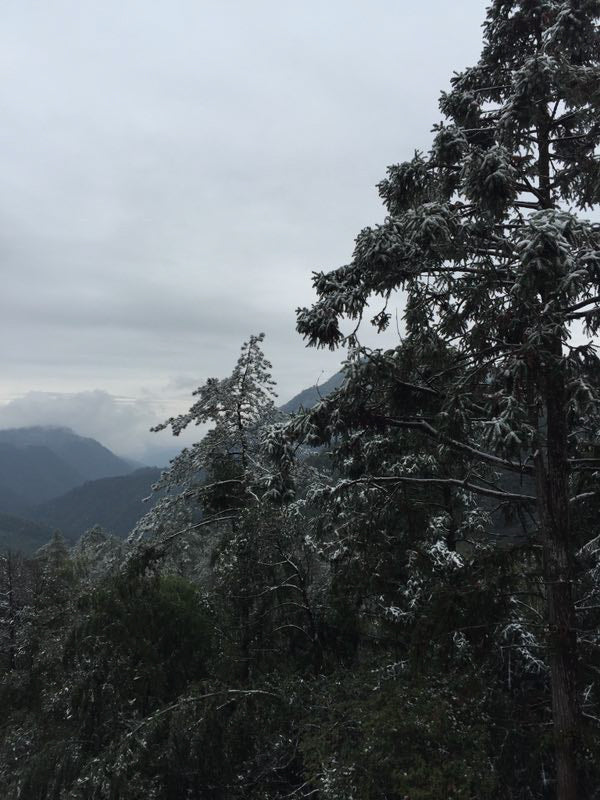正山小種 傳統式