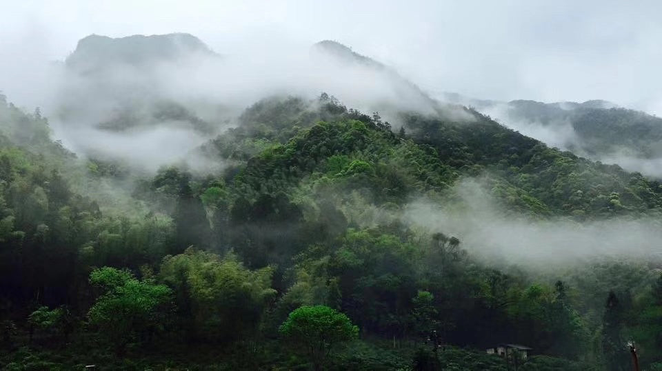 正山小種 傳統式