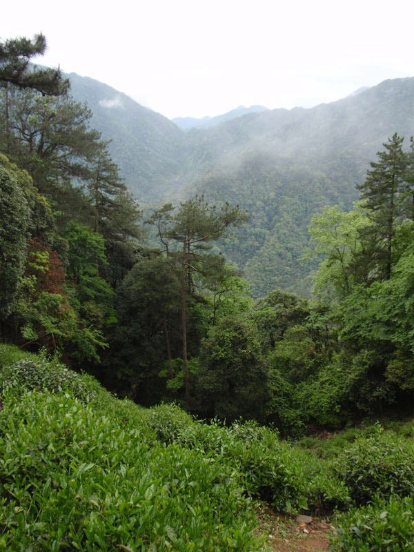 正山小種 傳統式