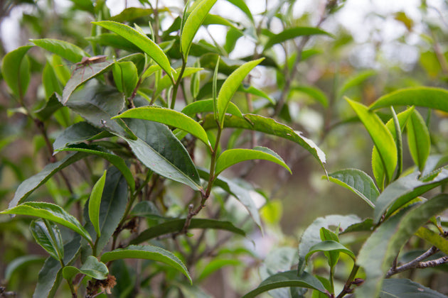 高山紫紅茶
