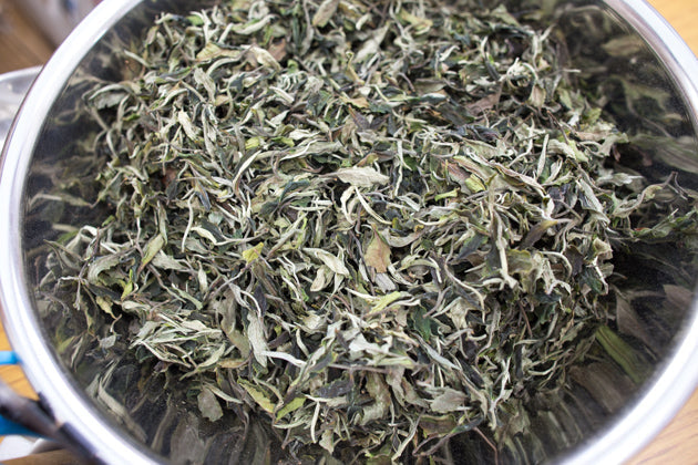 古樹白茶