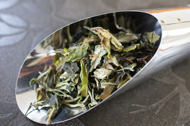 古樹白茶