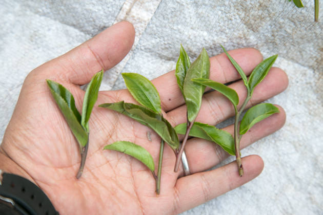 高山紫紅茶