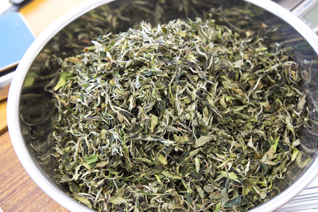 古樹白茶