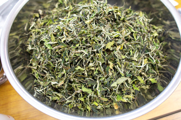 古樹白茶