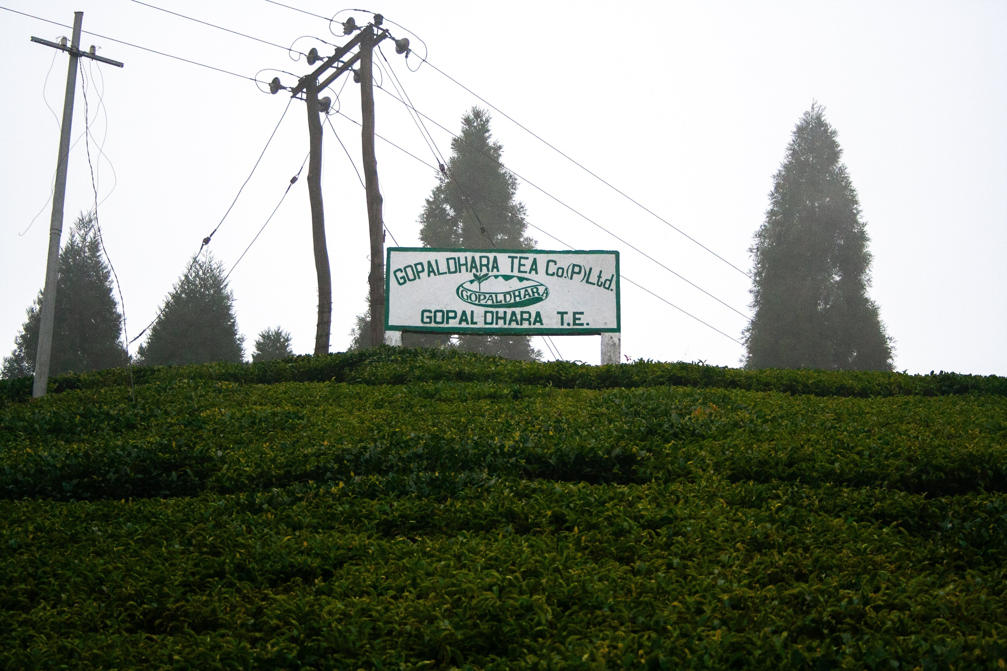 ダージリン ファーストフラッシュ ゴパルダラ/ Gopaldhara Estate