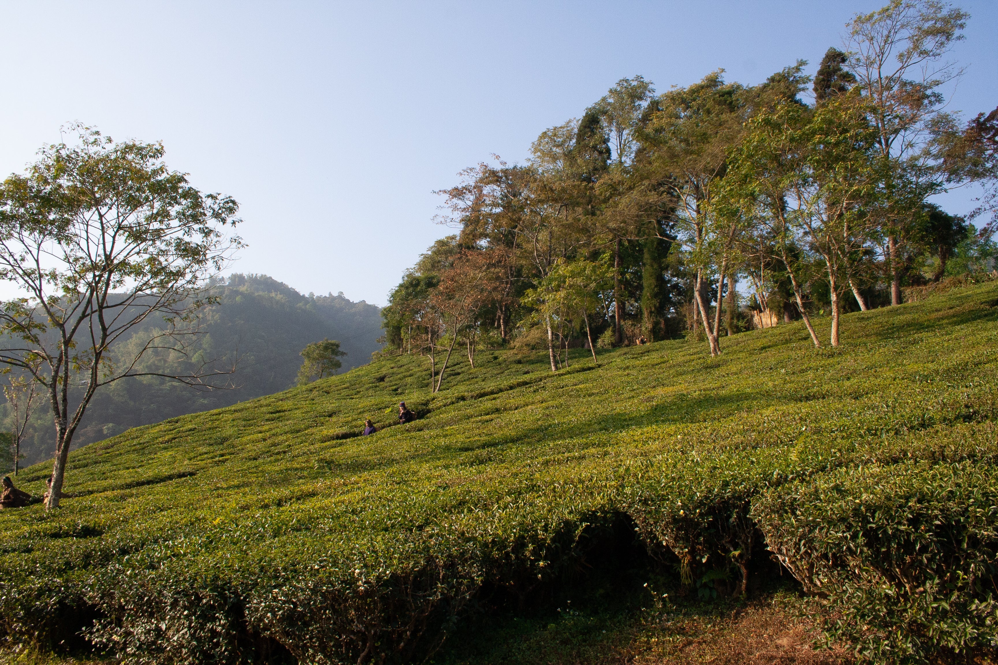ダージリン ファーストフラッシュ ゴパルダラ/ Gopaldhara Estate