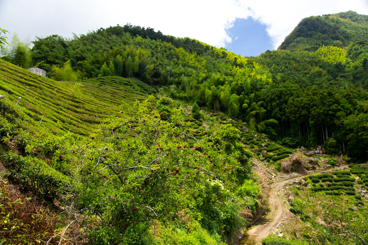 阿里山茶