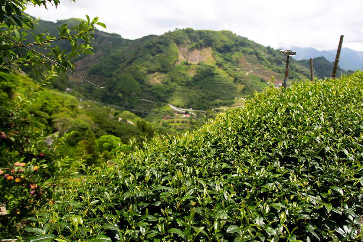 阿里山茶