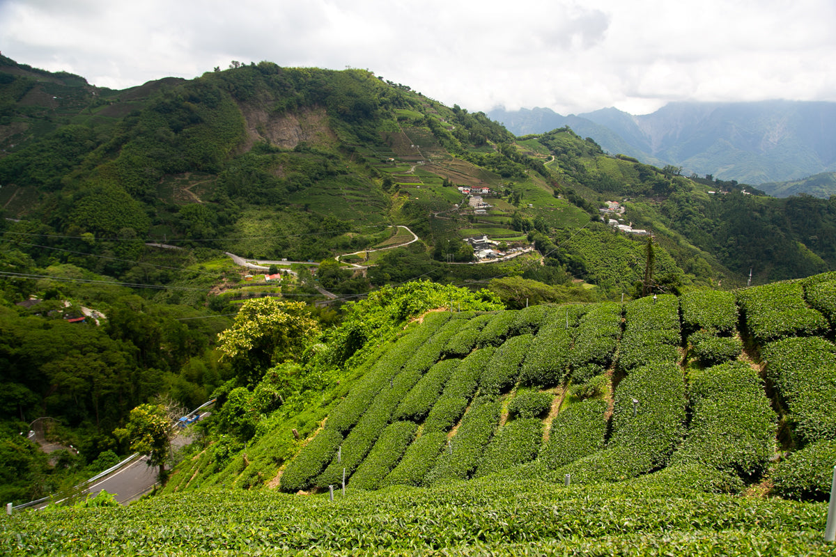 阿里山茶