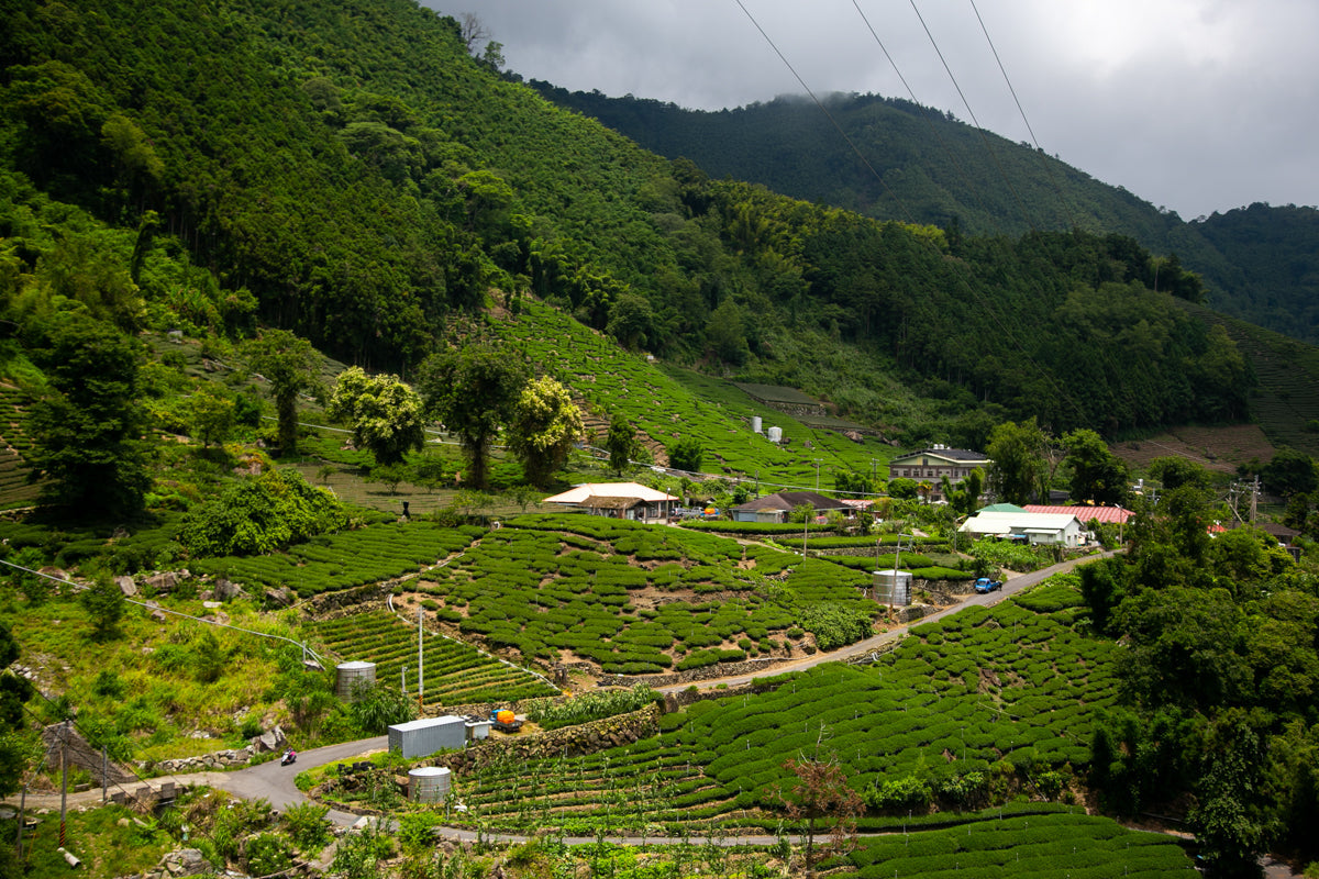 阿里山茶