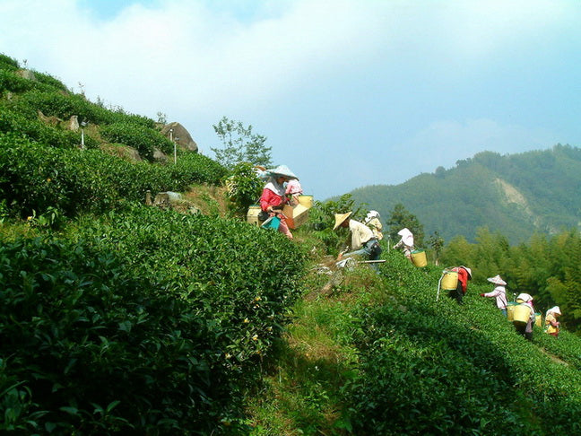 梨山茶