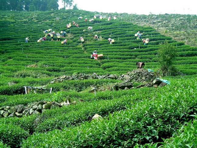 梨山茶
