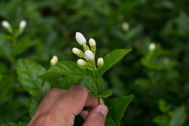 茉莉龍珠 Special Grade