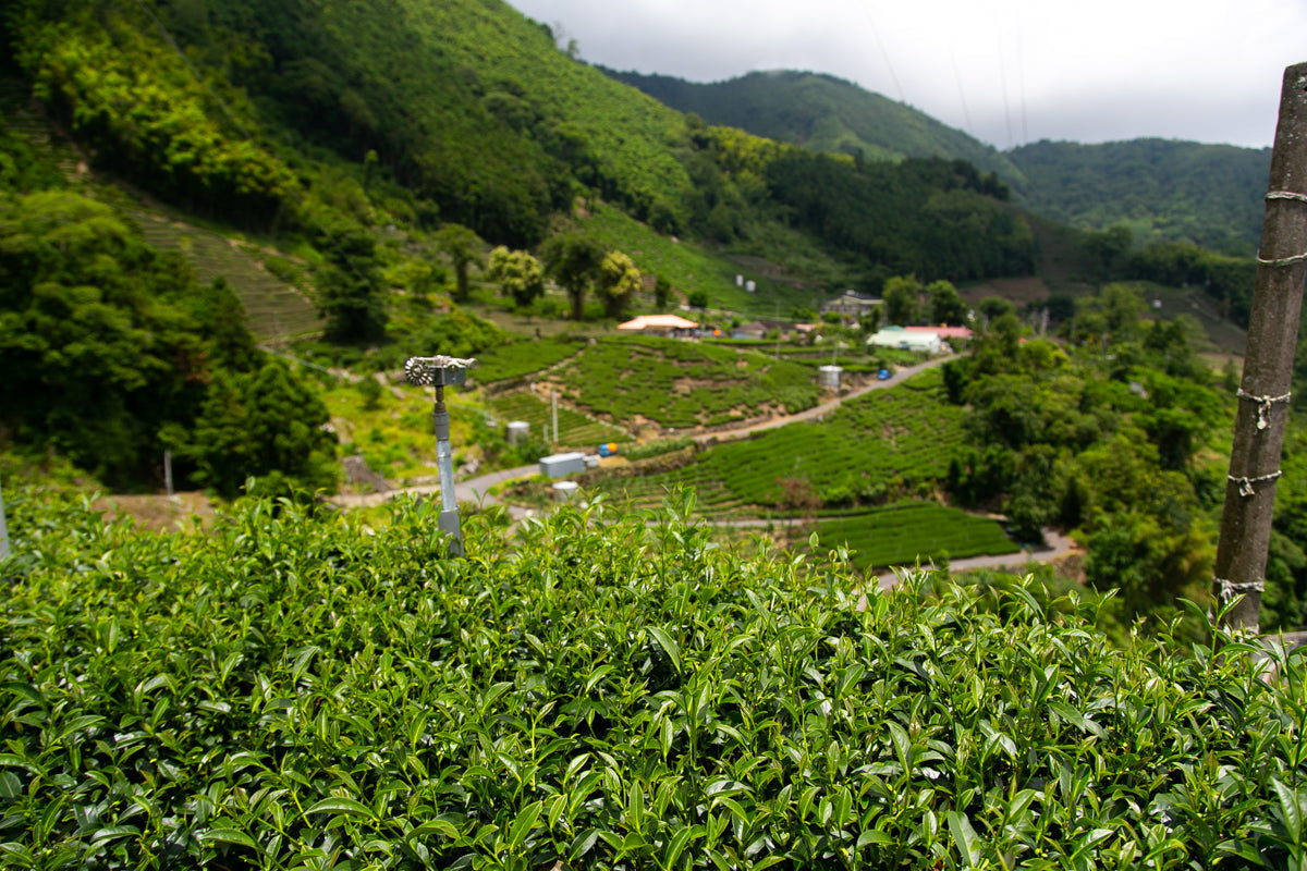 阿里山茶