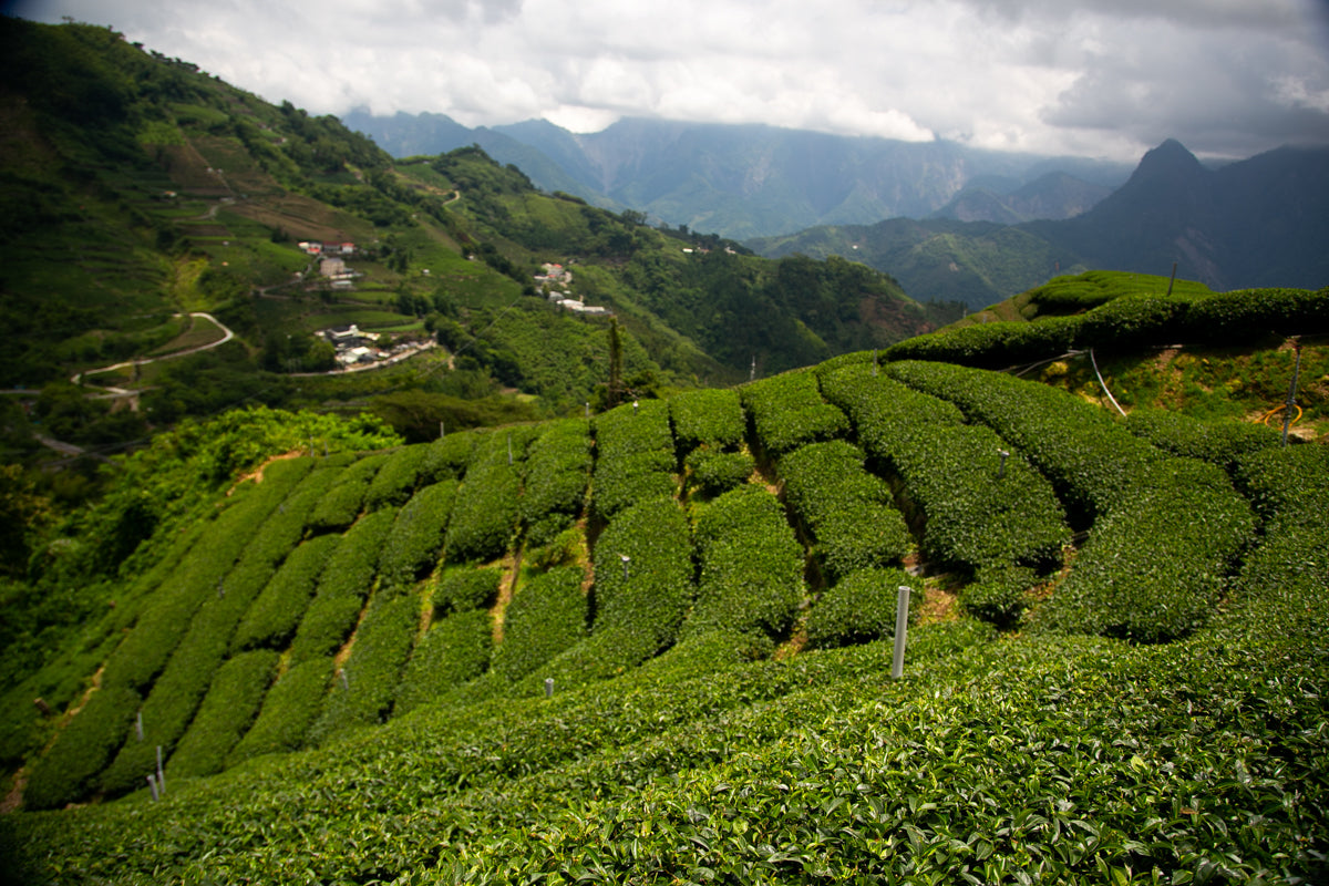 阿里山茶