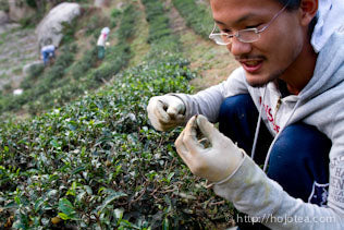 月ヶ瀬在来煎茶